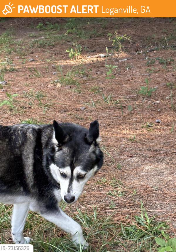 Found/Stray Female Dog last seen Old loganville hwy, Loganville, GA 30052