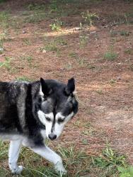 Found/Stray Female Dog last seen Old loganville hwy, Loganville, GA 30052
