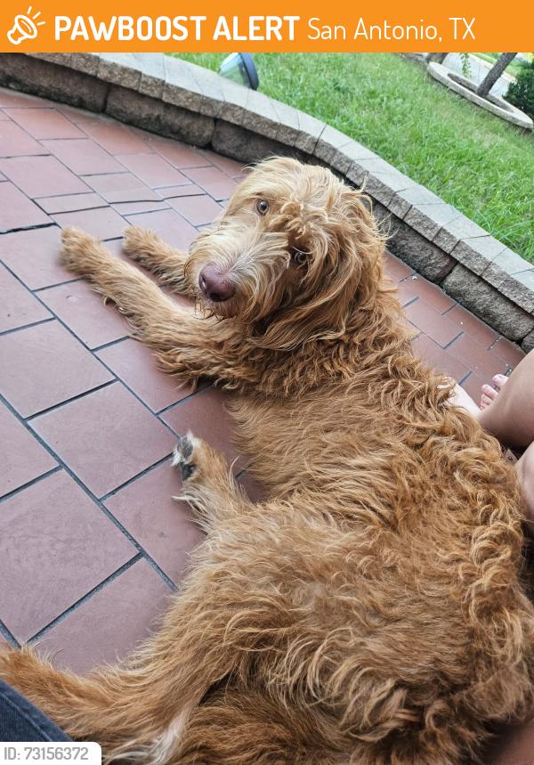 Found/Stray Male Dog last seen Richland Hills and Potranco near 151, San Antonio, TX 78245