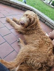 Found/Stray Male Dog last seen Richland Hills and Potranco near 151, San Antonio, TX 78245