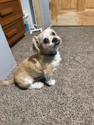Found/Stray Male Dog last seen Mountaineer Way, San Antonio, TX 78253