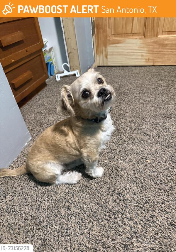 Found/Stray Male Dog last seen Mountaineer Way, San Antonio, TX 78253