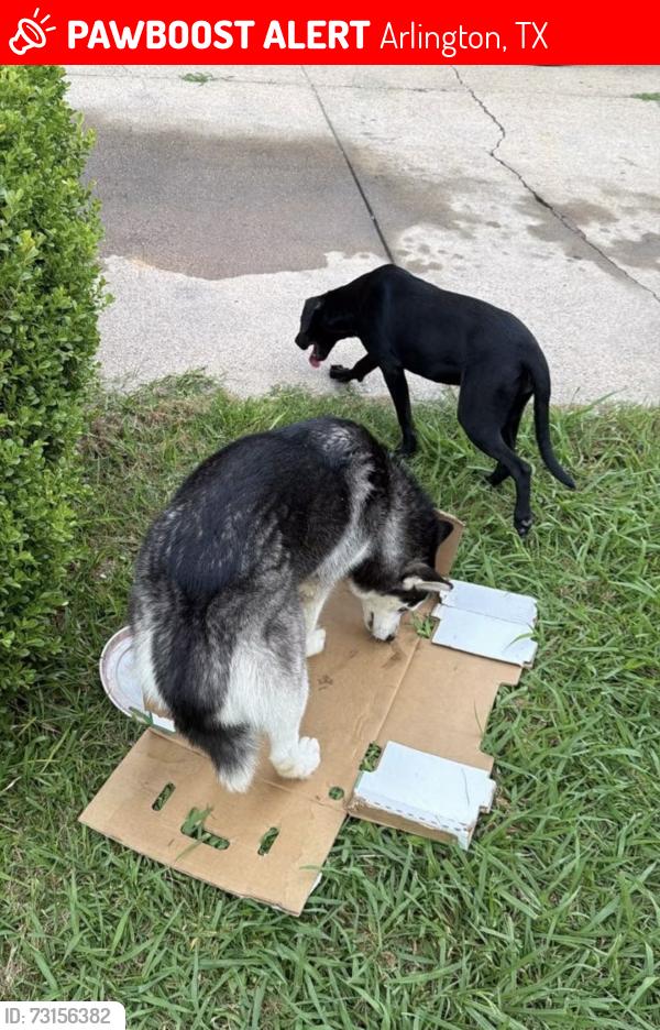 Lost Female Dog last seen Mayfield Rd, Arlington, TX 76014