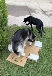 Lost Female Dog last seen Mayfield Rd, Arlington, TX 76014