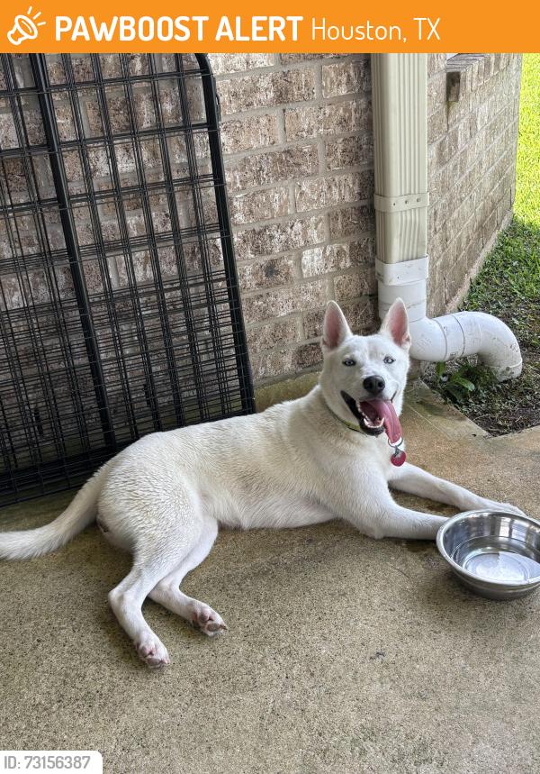 Found/Stray Female Dog last seen Cypress Ranch high school, Houston, TX 77433