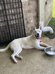 Found/Stray Female Dog last seen Cypress Ranch high school, Houston, TX 77433
