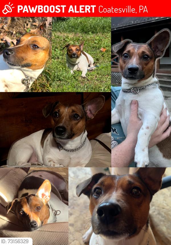 Lost Male Dog last seen Glendale Ave, Coatesville, PA 19320