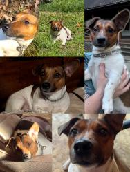 Lost Male Dog last seen Glendale Ave, Coatesville, PA 19320