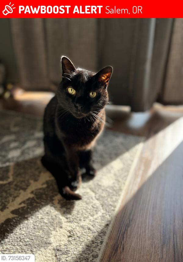 Lost Male Cat last seen Lipscomb St. and 60th court, Salem, OR 97317