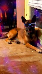 Reunited Male Dog last seen Motel 6, Priest, and Broadway, Tempe, AZ 85282