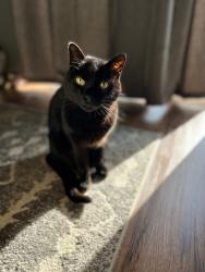 Lost Male Cat last seen Lipscomb St. and 60th court, Salem, OR 97317
