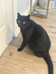 Reunited Male Cat last seen On Lowry and University in Ne Minneapolis, Minneapolis, MN 55418