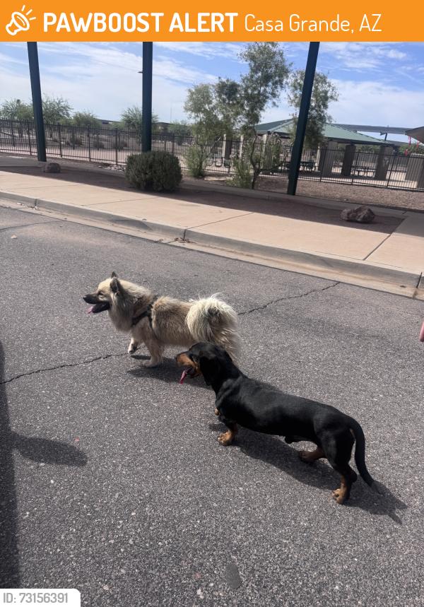 Found/Stray Male Dog last seen Pinal and mcmurray across street from salvation army near a school ., Casa Grande, AZ 85122