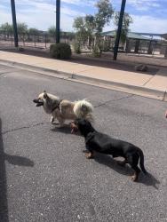 Found/Stray Male Dog last seen Pinal and mcmurray across street from salvation army near a school ., Casa Grande, AZ 85122