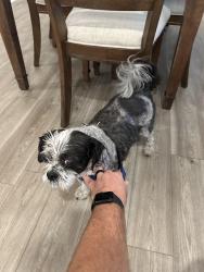 Reunited Male Dog last seen Meadow Trl cantonment, Fl, Cantonment, FL 32533