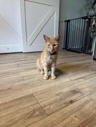 Reunited Male Cat last seen n meridian st and park dr, Greenwood, IN 46237