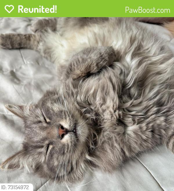 Reunited Male Cat last seen Miami Road, Salt Lake City, UT 84116