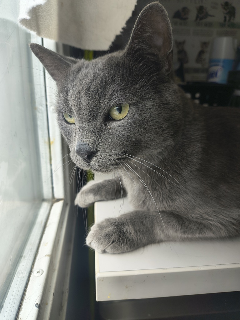 Shelter Stray Male Cat last seen Near E Elgin Avenue, MILLCREEK, UT, 84106, 511 W 3900 S, Salt Lake City, UT 84123, USA