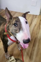 Shelter Stray Male Dog last seen Sedgwick Road, Port Orchard, WA, 98366, 9167 Dickey Rd NW, Silverdale, WA 98383, USA