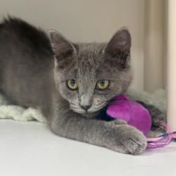 Shelter Stray Male Cat last seen Near S Centennial Road, Magna Township, UT, 84044, 511 W 3900 S, Salt Lake City, UT 84123, USA