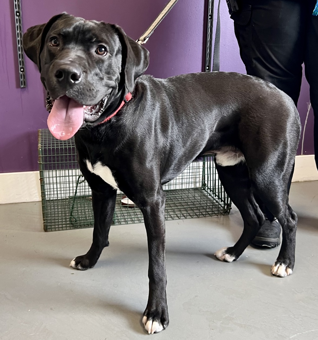 Shelter Stray Male Dog last seen Near SE West Temple Street, SALT LAKE CITY, UT, 84115, 511 W 3900 S, Salt Lake City, UT 84123, USA