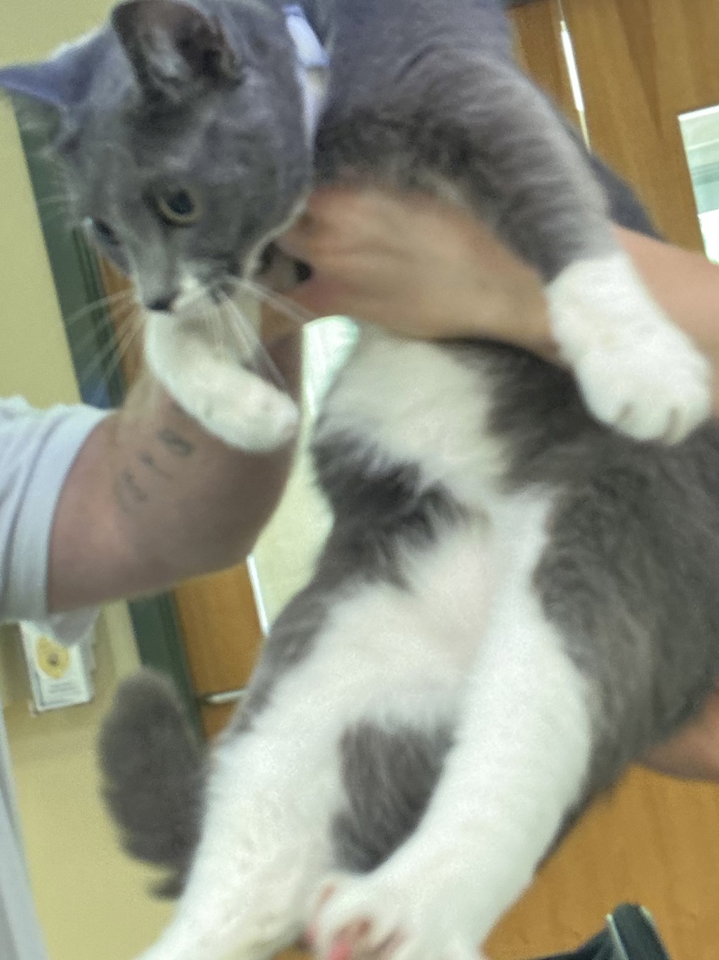 Shelter Stray Unknown Cat last seen S Rosemont Road, VIRGINIA BEACH, VA, 23453, 341 S Birdneck Rd, Virginia Beach, VA 23451, USA