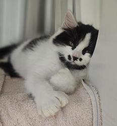 Shelter Stray Male Cat last seen Near San Leandro Boulevard, SAN LEANDRO, CA, 94577, 8323 Baldwin St, Oakland, CA 94621, USA