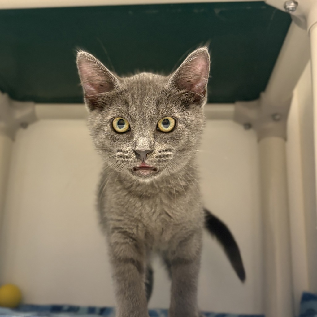 Shelter Stray Female Cat last seen Near Colorado Street, SALT LAKE CITY, UT, 84116, 511 W 3900 S, Salt Lake City, UT 84123, USA