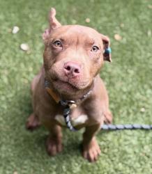 Shelter Stray Male Dog last seen Near Beach Water Drive, RALEIGH, NC, 27604, 820 Beacon Lake Dr, Raleigh, NC 27610, USA