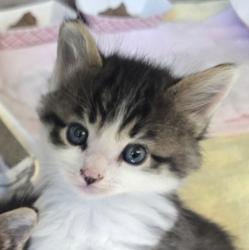 Shelter Stray Male Cat last seen Westwind Street, LIVERMORE, CA, 94550, 8323 Baldwin St, Oakland, CA 94621, USA
