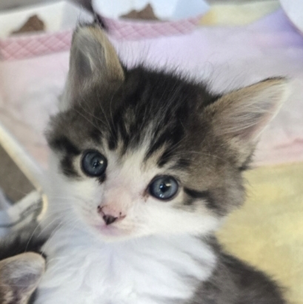 Shelter Stray Male Cat last seen Westwind Street, LIVERMORE, CA, 94550, 8323 Baldwin St, Oakland, CA 94621, USA