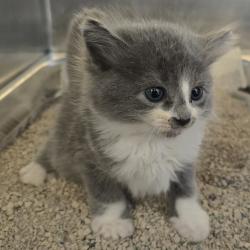 Shelter Stray Female Cat last seen Westwind Street, LIVERMORE, CA, 94550, 8323 Baldwin St, Oakland, CA 94621, USA