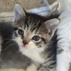Shelter Stray Female Cat last seen Westwind Street, LIVERMORE, CA, 94550, 8323 Baldwin St, Oakland, CA 94621, USA