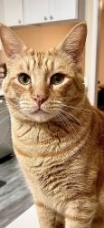 Reunited Male Cat last seen Monica Lane & David Ave, Campbell, CA 95008