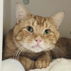 Shelter Stray Male Cat last seen Near Camino La Costa, AUSTIN, TX, 78752, 7201 Levander Loop bldg a, Austin, TX 78702, USA