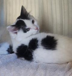 Shelter Stray Female Cat last seen Near San Leandro Boulevard, SAN LEANDRO, CA, 94577, 8323 Baldwin St, Oakland, CA 94621, USA