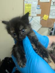 Shelter Stray Female Cat last seen Near E Alki Avenue, SPOKANE VALLEY, WA, 99216, 6815 E Trent Ave, Spokane, WA 99212, USA