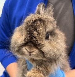 Shelter Stray Unknown Rabbit last seen S GARRISON ST & W KEN KARYL, Littleton, CO, 80128, 580 McIntyre St, Golden, CO 80401, USA