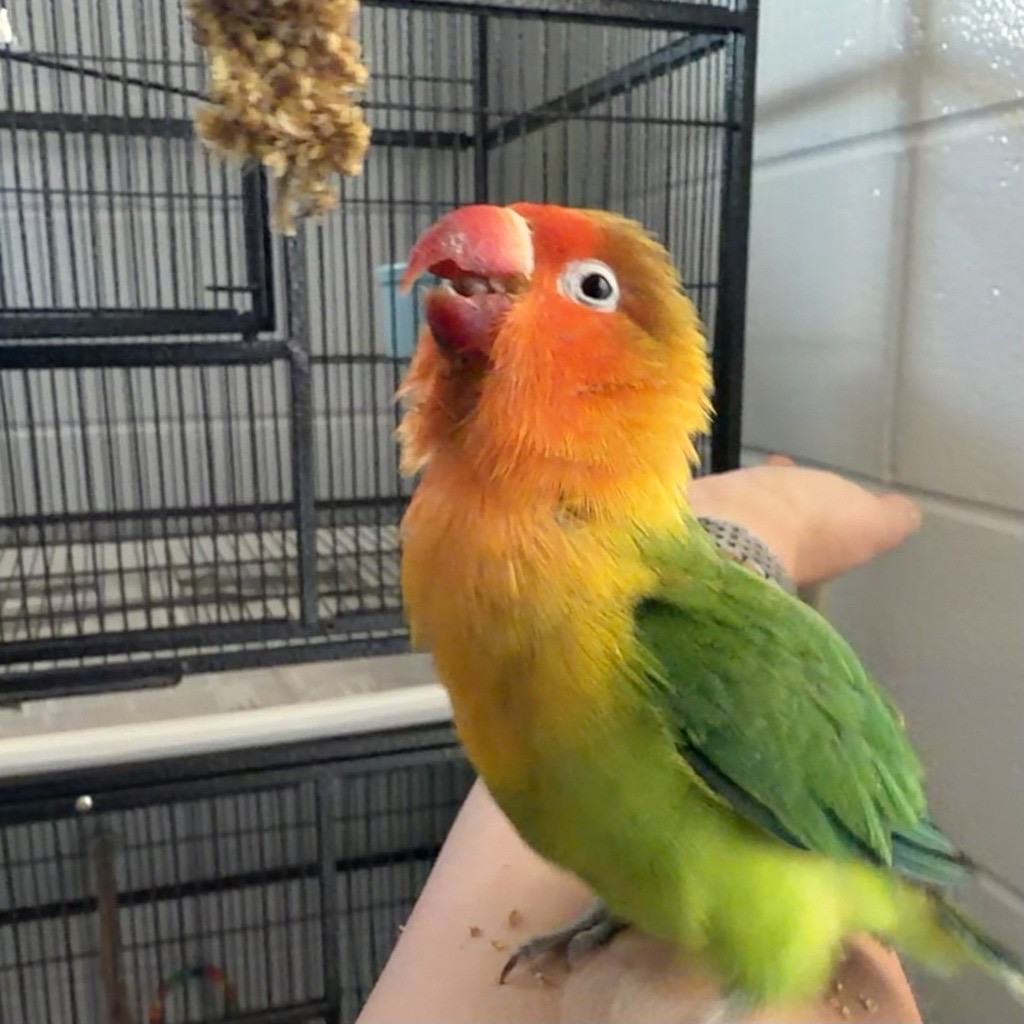 Shelter Stray Unknown Bird last seen Near W 10th Avenue, Golden, CO, 80401, 580 McIntyre St, Golden, CO 80401, USA