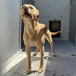 Shelter Stray Male Dog last seen 112th / Halsey St, PORTLAND, OR, 97233, 1700 W Historic Columbia River Hwy, Troutdale, OR 97060, USA