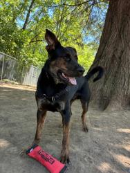 Shelter Stray Male Dog last seen SE 132nd/Raymond, PORTLAND, OR, 97236, 1700 W Historic Columbia River Hwy, Troutdale, OR 97060, USA