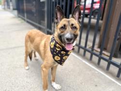 Shelter Stray Female Dog last seen NEW YORK, NY, 10029, 326 E 110th St, New York, NY 10029, USA