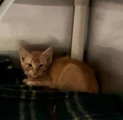 Shelter Stray Male Cat last seen Near Pyramid Street, San Diego, CA, 92114, 5500 Gaines St, San Diego, CA 92110, USA