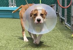 Shelter Stray Male Dog last seen W 20th Street and Mermaid Ave, BROOKLYN, NY, 11224, 326 E 110th St, New York, NY 10029, USA