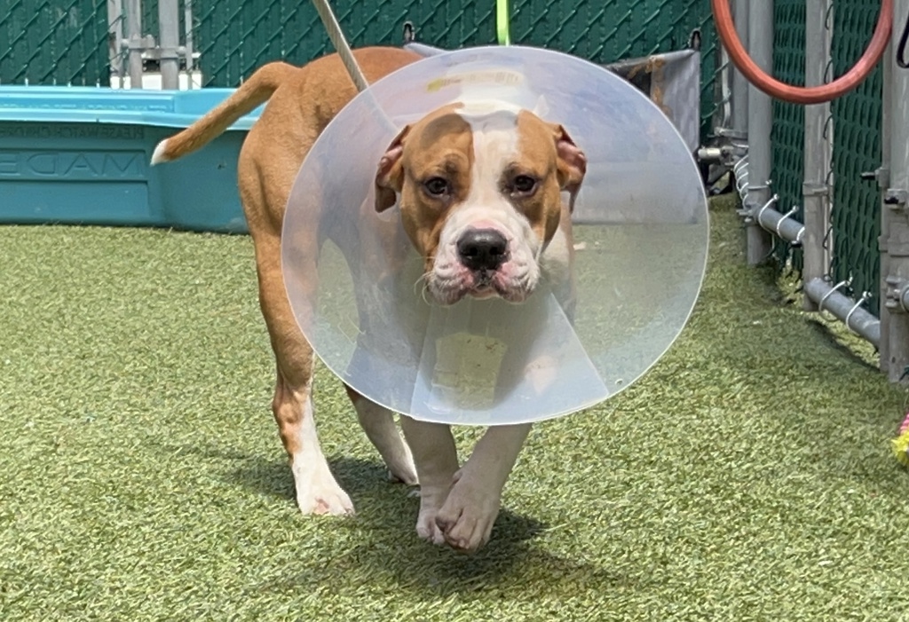 Shelter Stray Male Dog last seen W 20th Street and Mermaid Ave, BROOKLYN, NY, 11224, 326 E 110th St, New York, NY 10029, USA