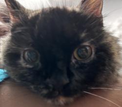 Shelter Stray Female Cat last seen Near W 189th Street, NEW YORK, NY, 10040, 326 E 110th St, New York, NY 10029, USA