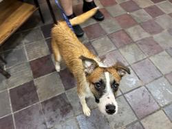 Shelter Stray Male Dog last seen East River Houses, NEW YORK, NY, 10029, 326 E 110th St, New York, NY 10029, USA