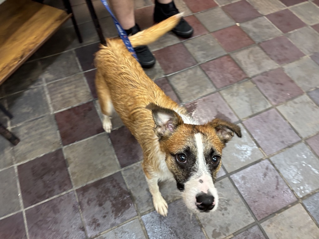 Shelter Stray Male Dog last seen East River Houses, NEW YORK, NY, 10029, 326 E 110th St, New York, NY 10029, USA
