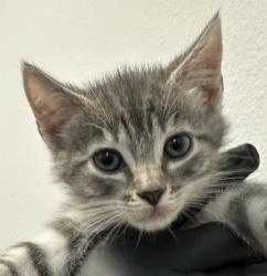 Shelter Stray Male Cat last seen University Avenue, La Mesa, CA, 91942, 5500 Gaines St, San Diego, CA 92110, USA