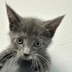 Shelter Stray Female Cat last seen University Avenue, La Mesa, CA, 91942, 5500 Gaines St, San Diego, CA 92110, USA